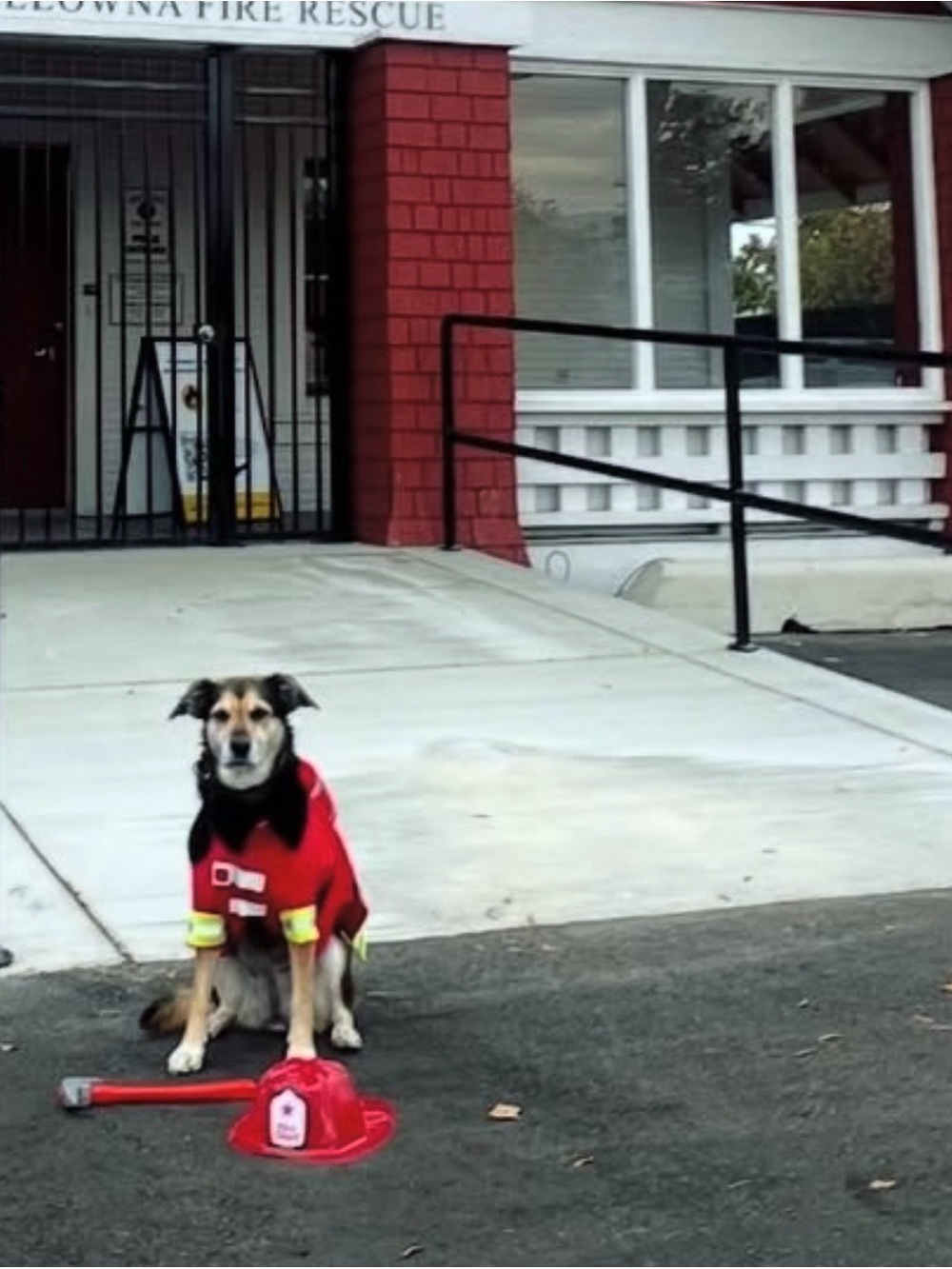 Firefighter Halloween Costume for Dog